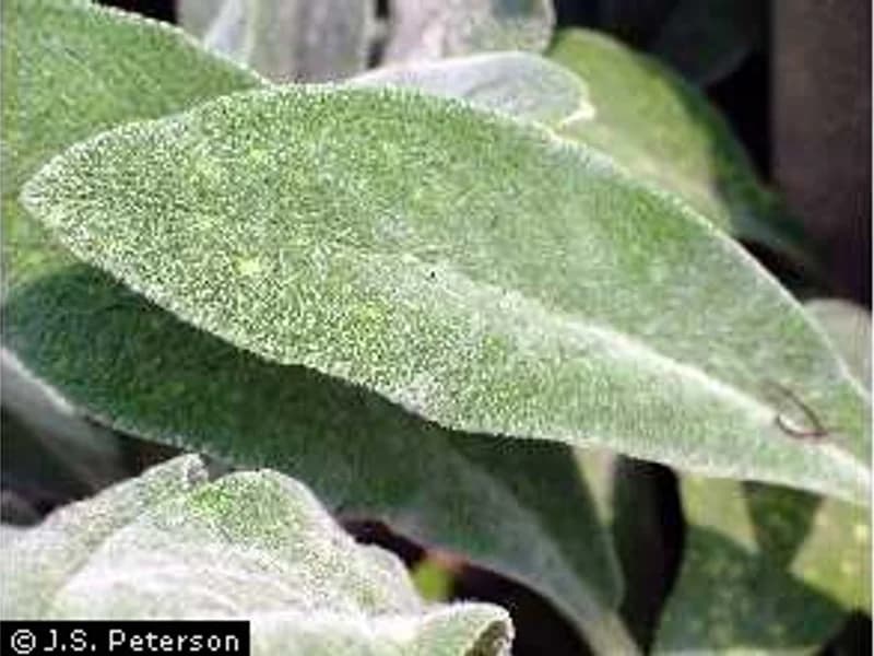 Lamb's Ear