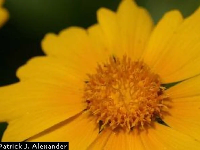 Lanceleaf Coreopsis