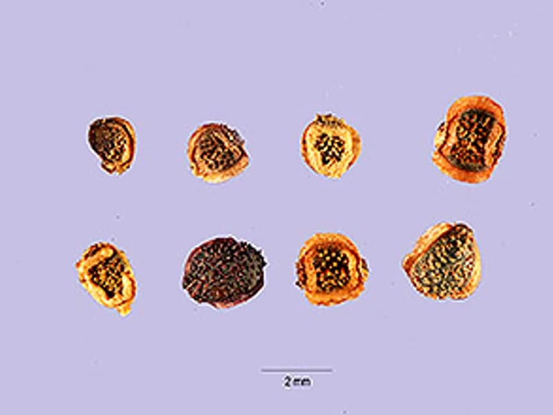Large-Flowered Tickseed
