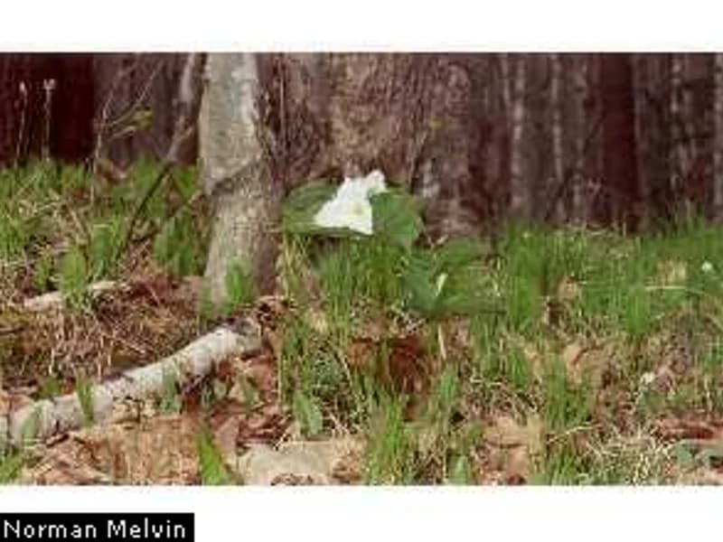 Large-Flowered Trillium