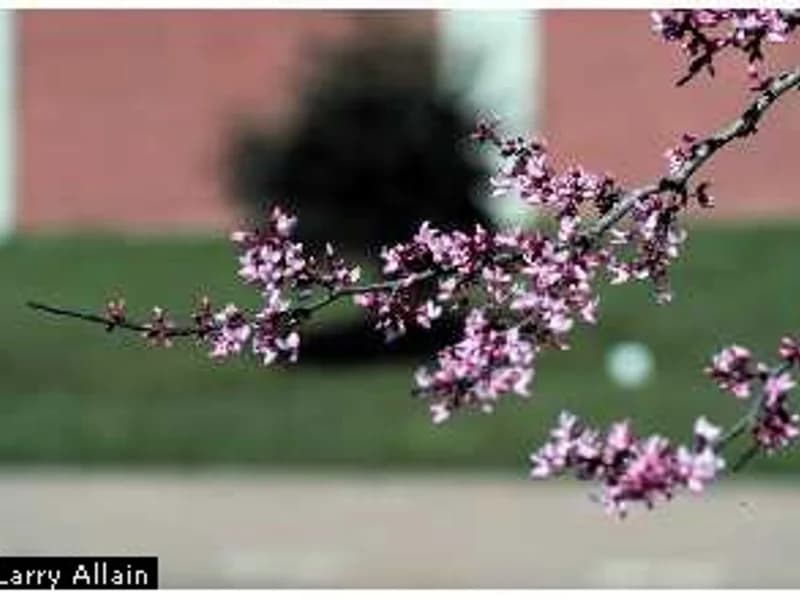 Lavender Twist Weeping Redbud