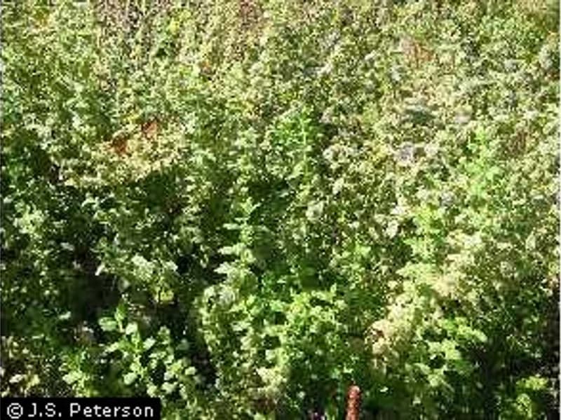 Lemon Balm