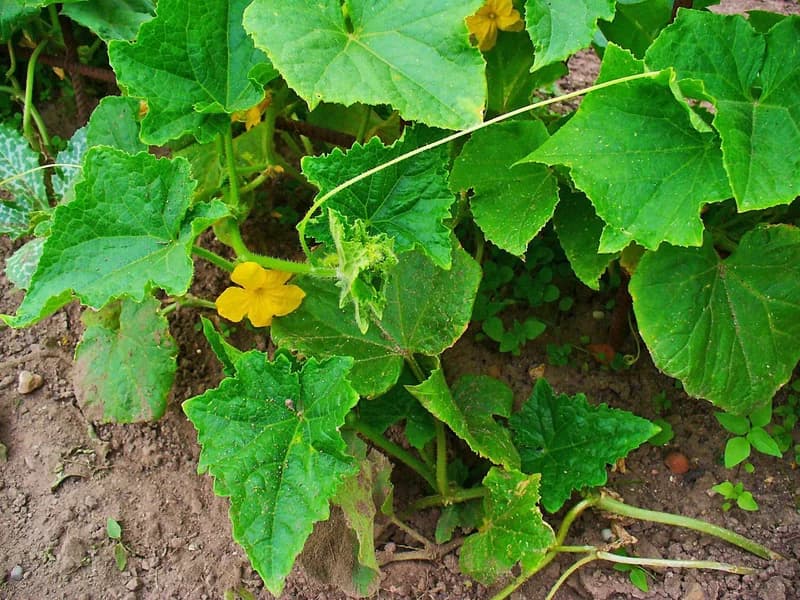 Lemon Cucumber