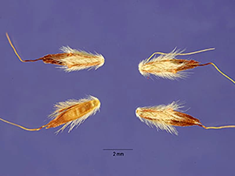 Lemon Grass