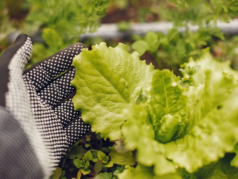 Lettuce