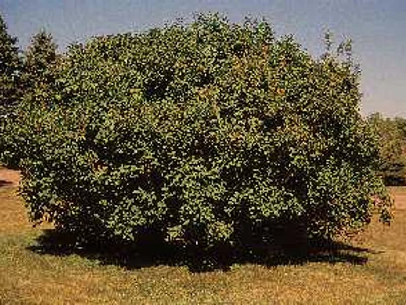 Lilac Common