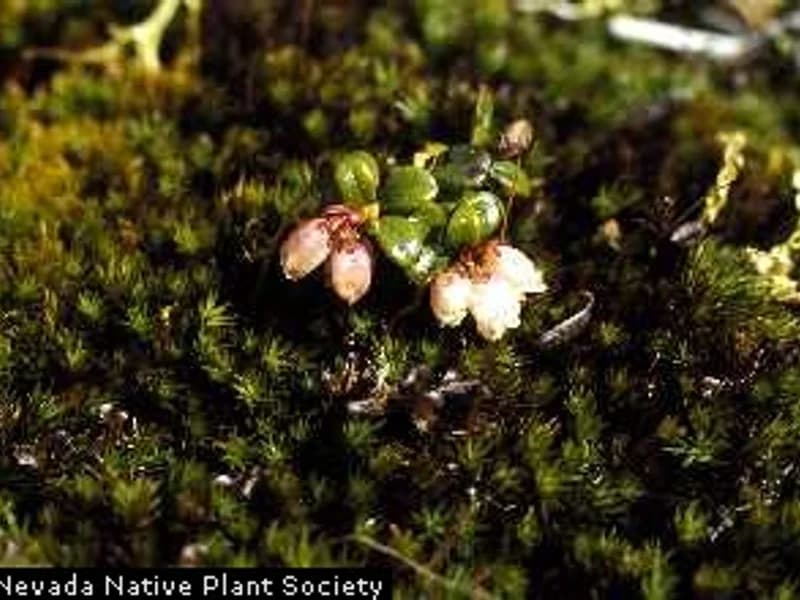 Lingonberry
