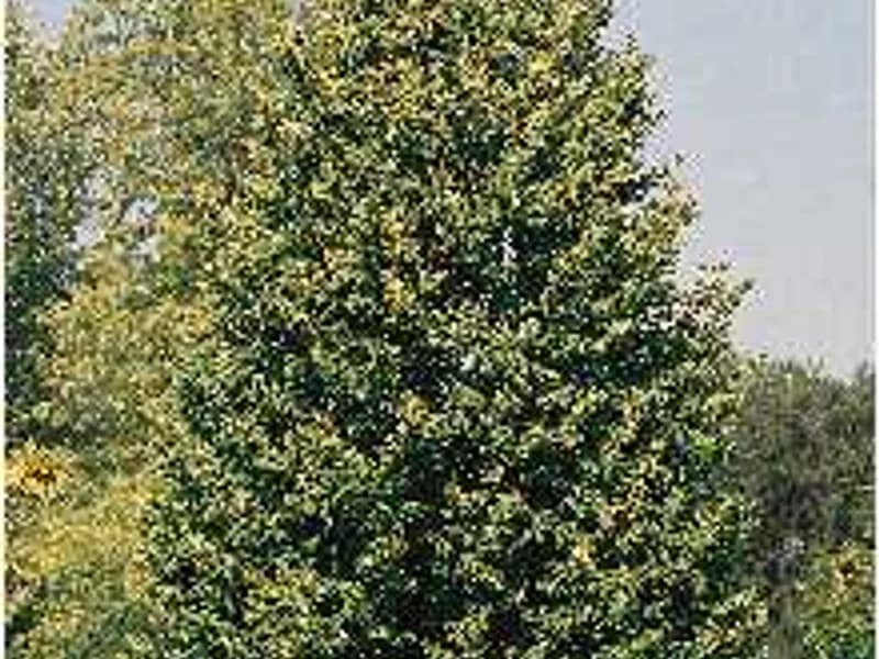 Littleleaf Linden