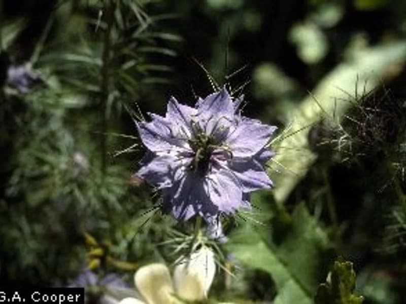 Love-In-A-Mist
