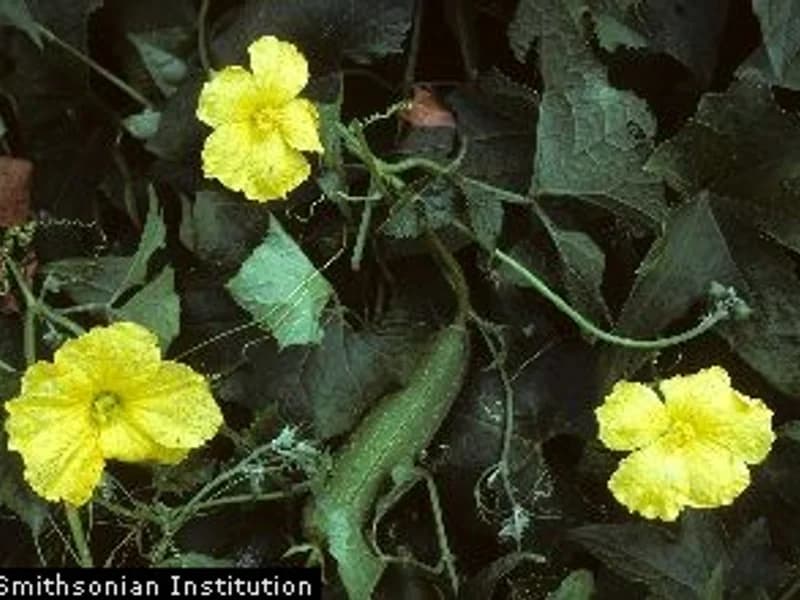 Luffa Gourd