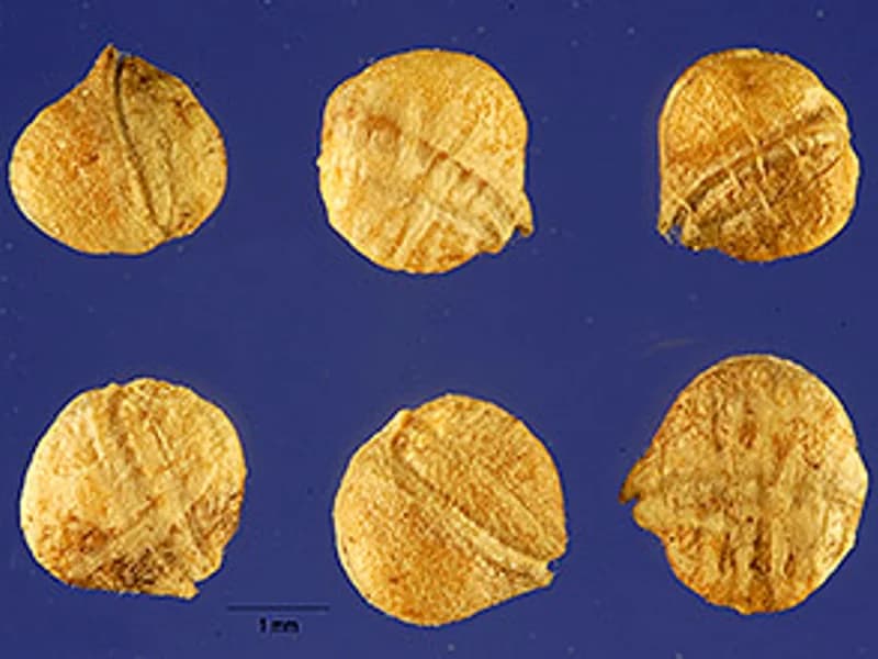 Mâche (Corn Salad)