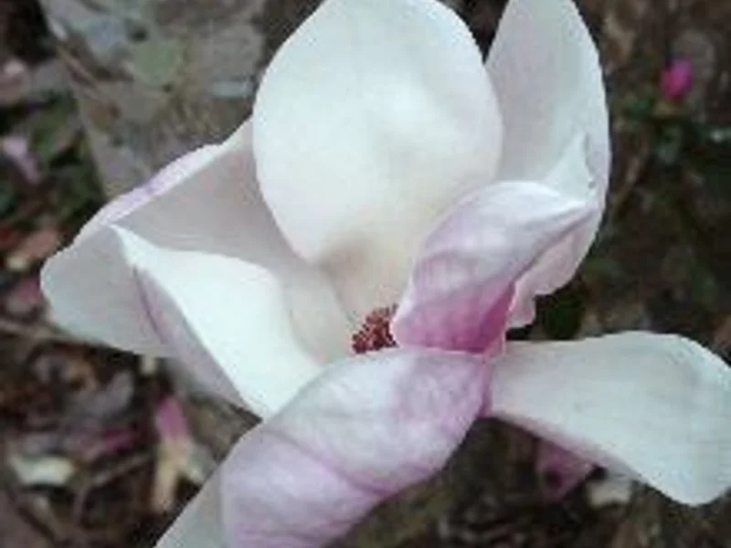 Magnolia Jane