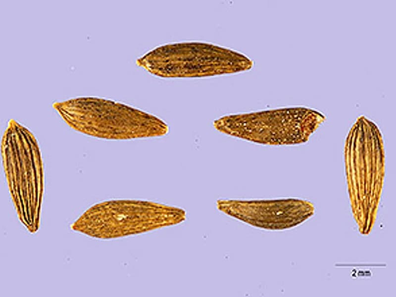 Mascara