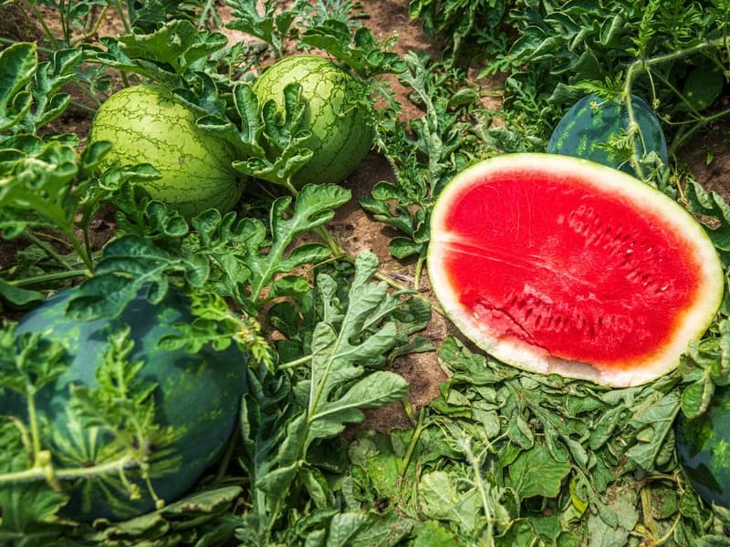 Melon