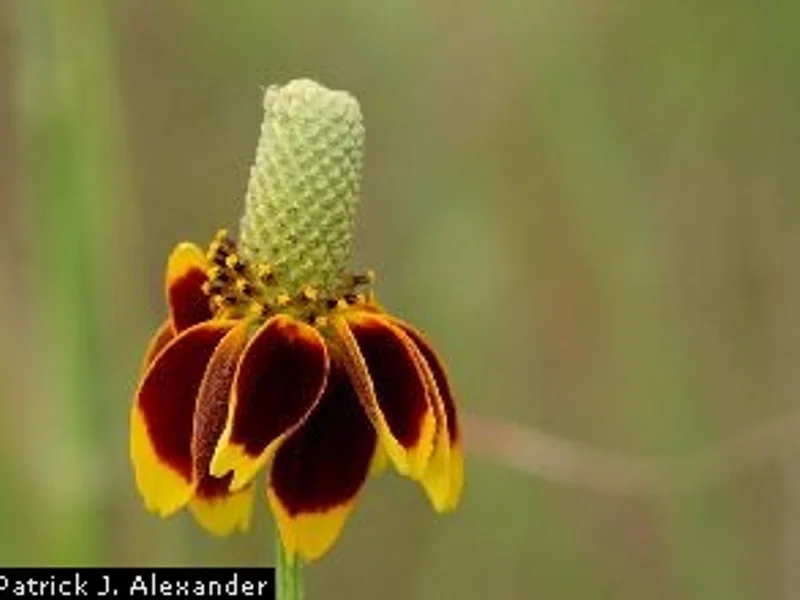Mexican Hat