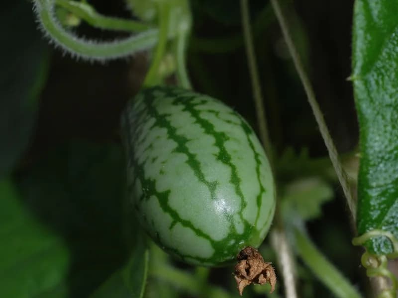Mexican Sour Gherkin