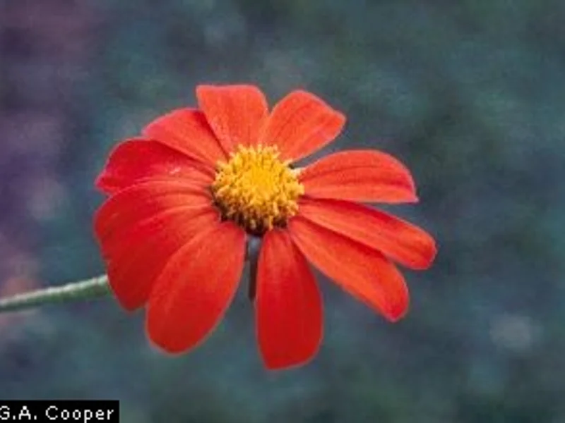 Mexican Sunflower
