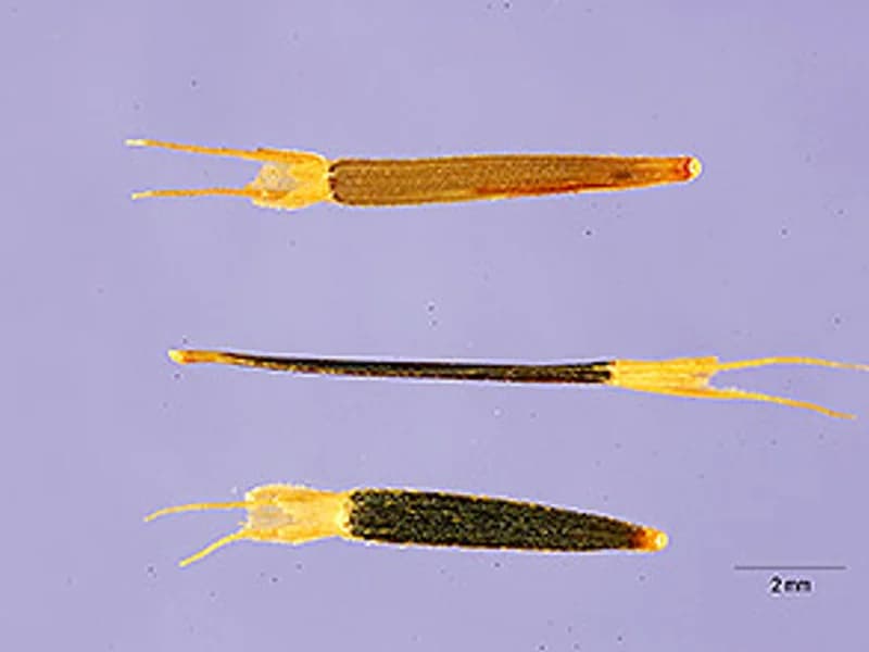 Mexican Tarragon