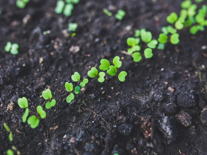 Microgreen