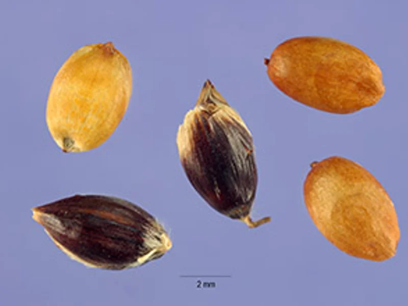 Mixed Broom Corn