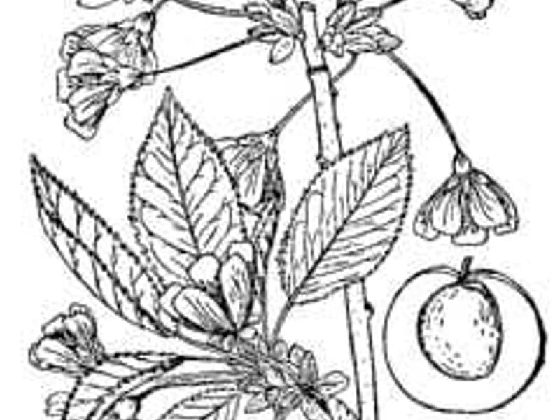 Montmorency Sour Cherry
