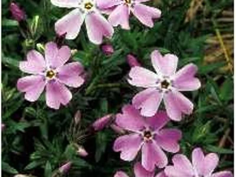 Moss Phlox