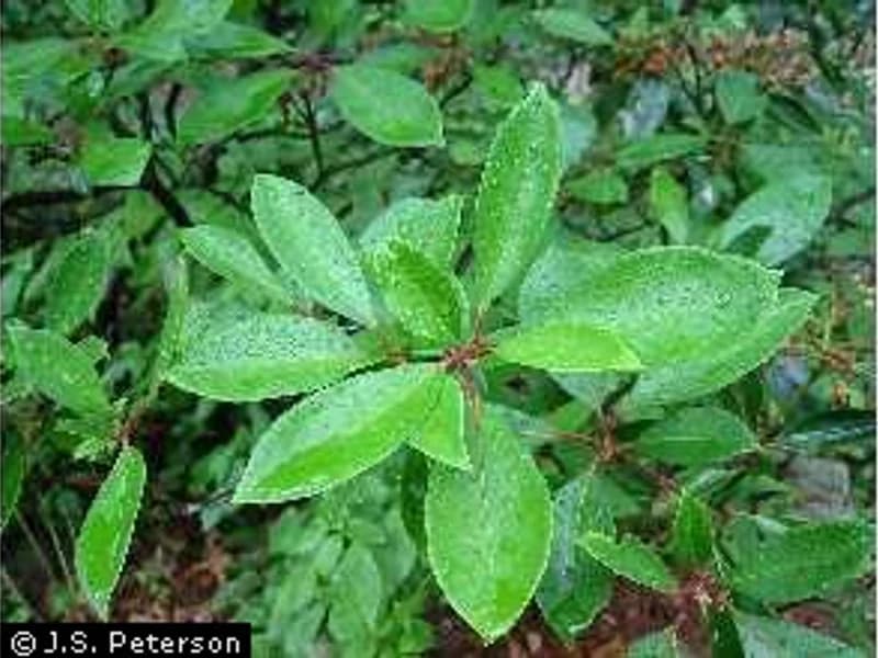 Mountain Laurel