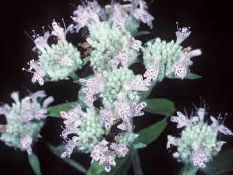 Narrow-Leaved Mountain Mint