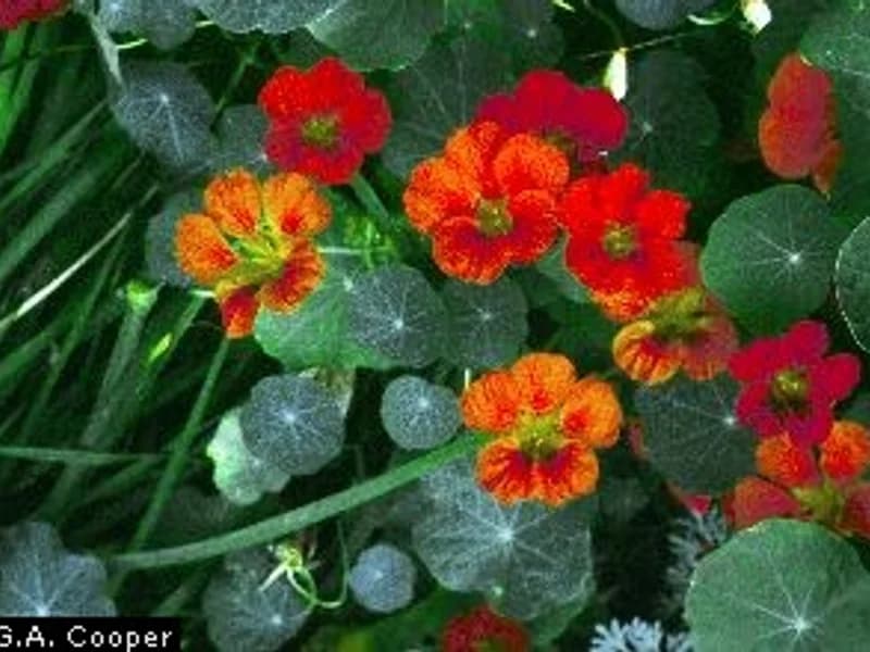 Nasturtium Alaska Mix