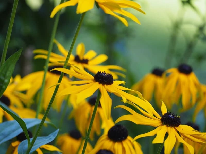 Native Wildflower