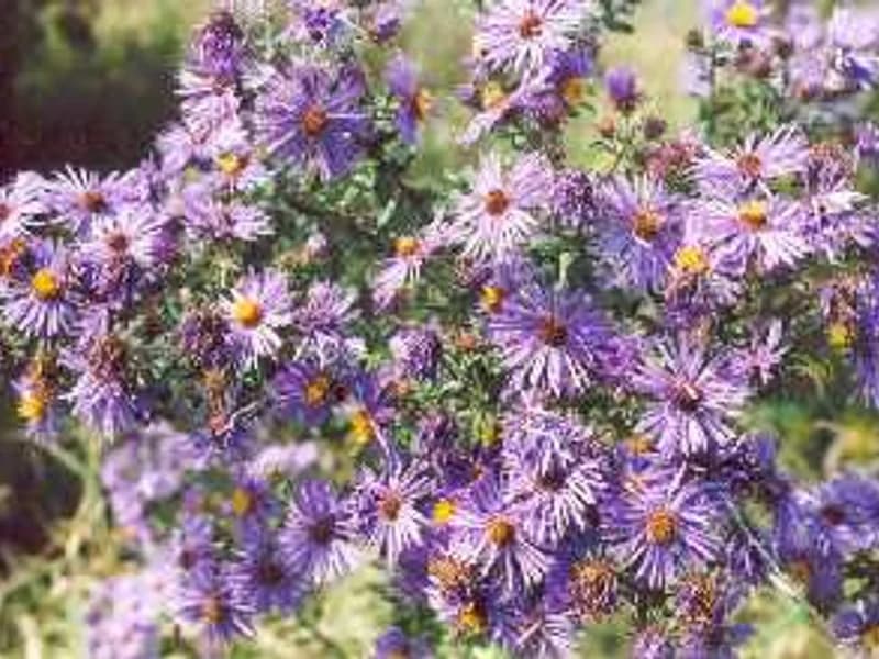 New England Aster