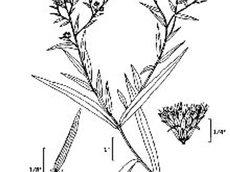 New York Aster