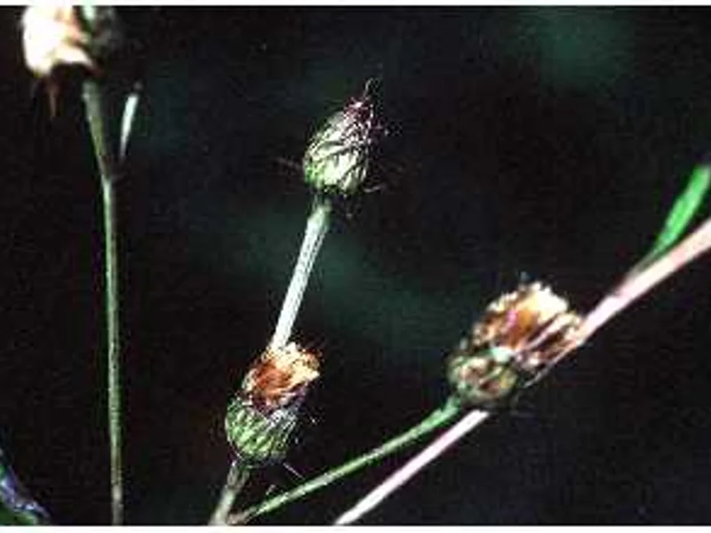 New York Ironweed