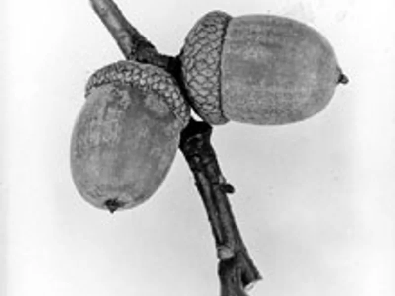 Northern Red Oak