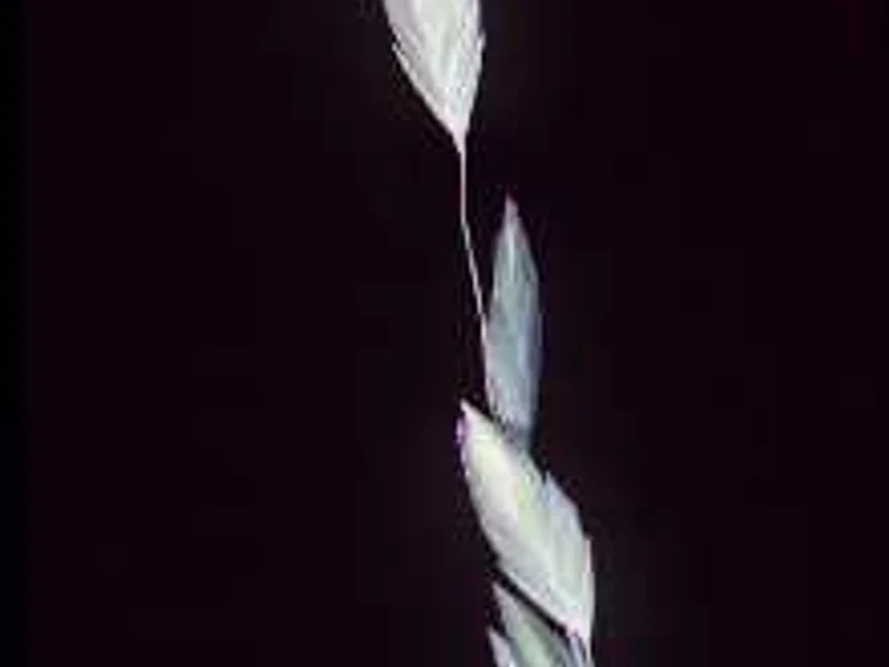Northern Sea Oats