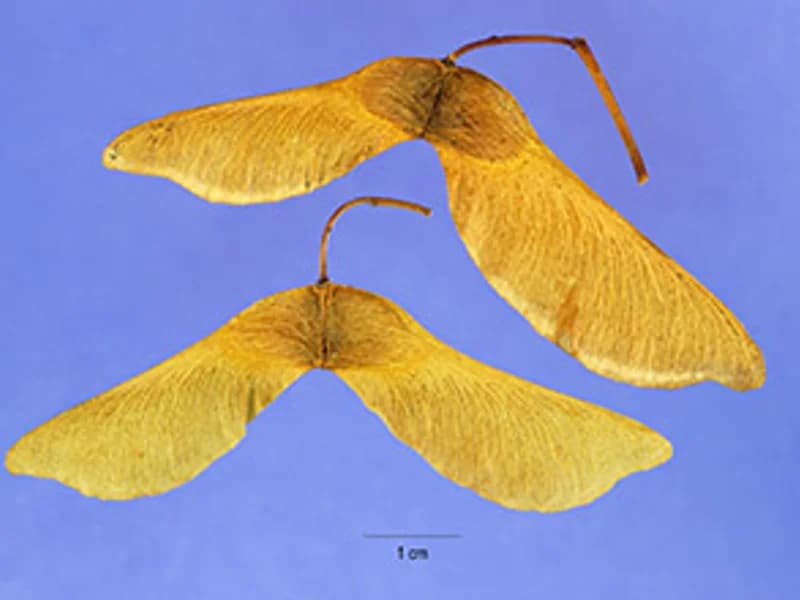 Norway Maple