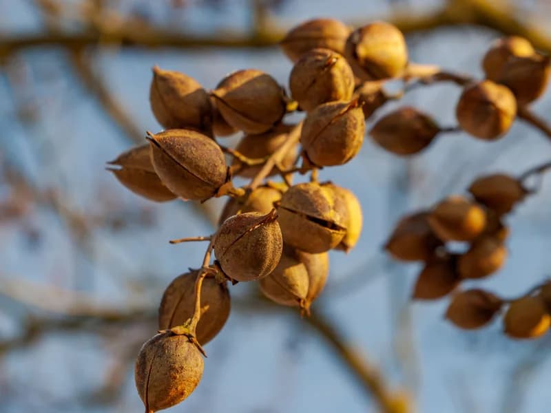 Nut Tree