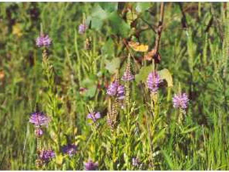 Obedient Plant