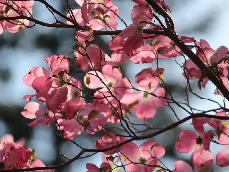 Ornamental Tree