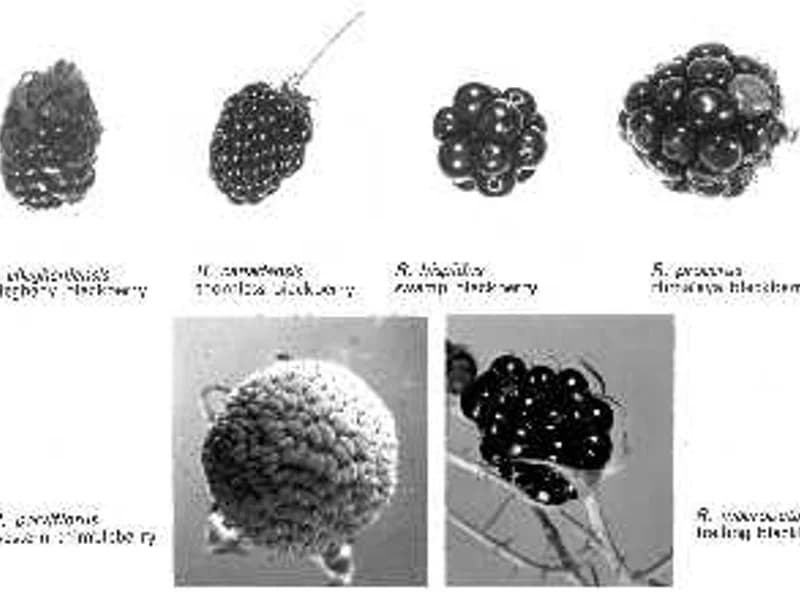 Ouachita Thornless Blackberry