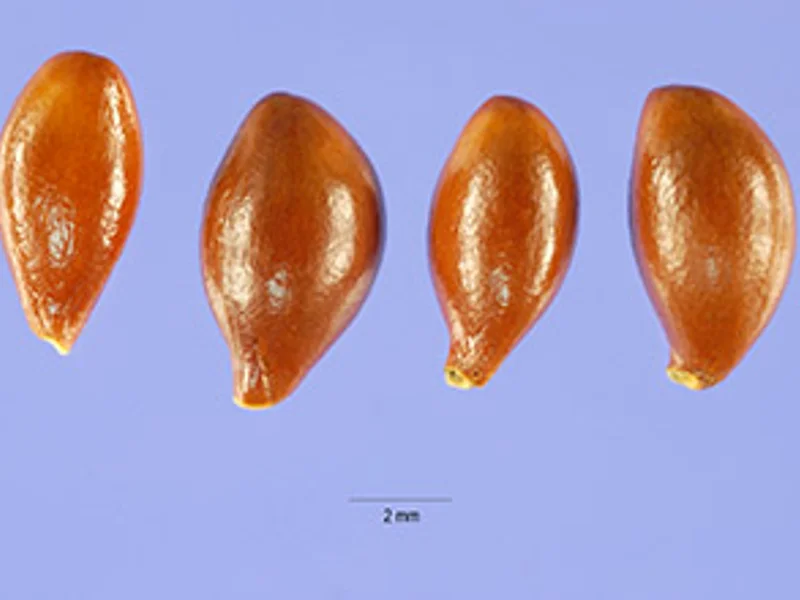 Pachysandra