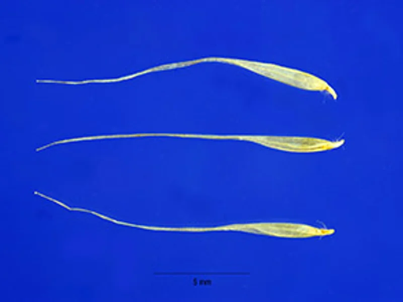 Pampas Grass