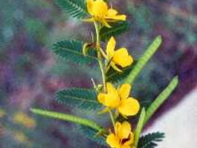 Partridge Pea
