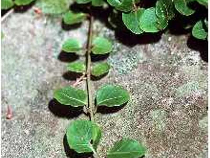 Partridgeberry