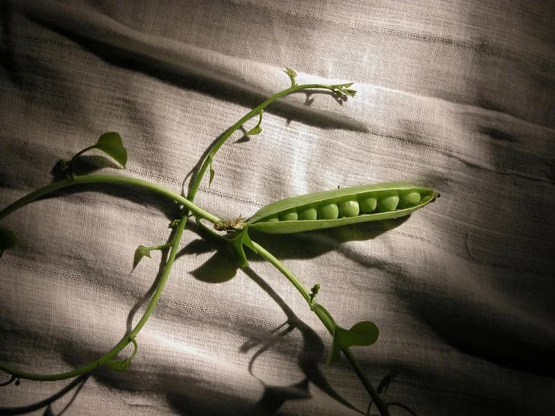 Pea