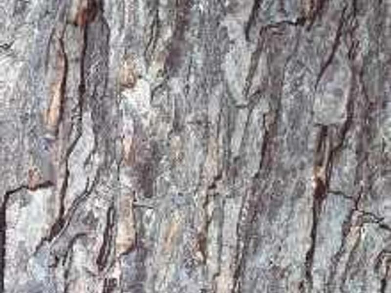 Pecan (Caddo)