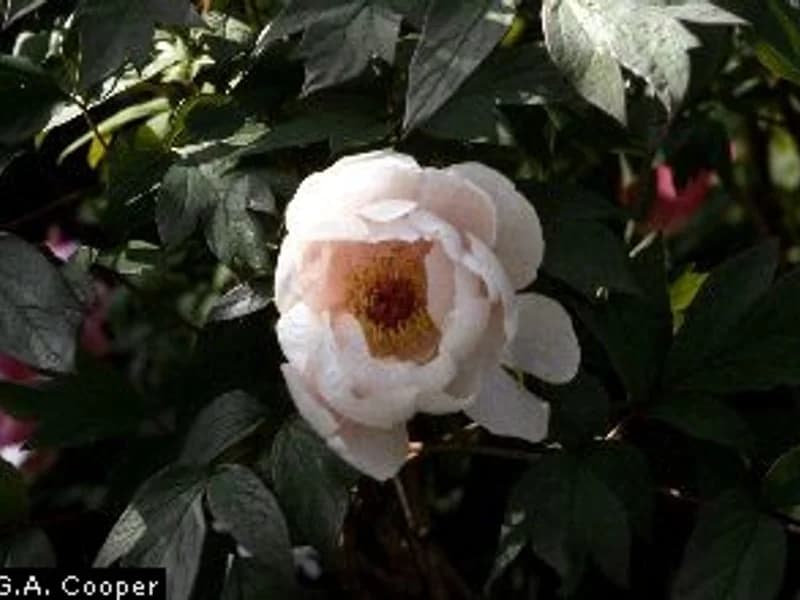 Peony Sarah Bernhardt