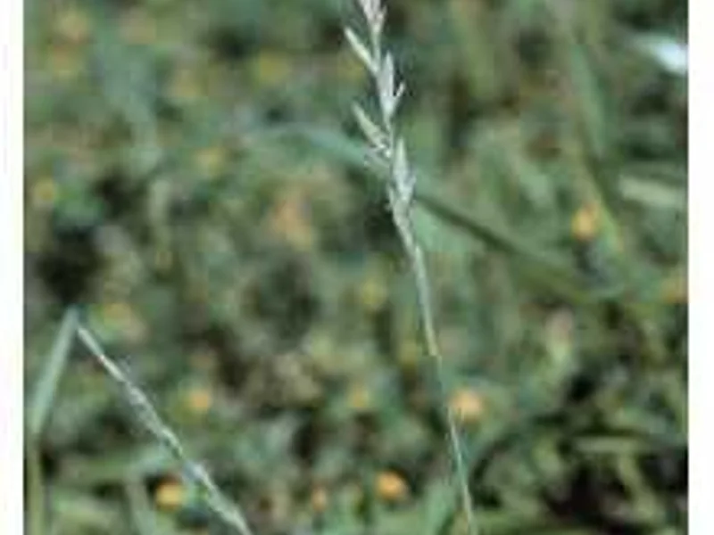 Perennial Ryegrass