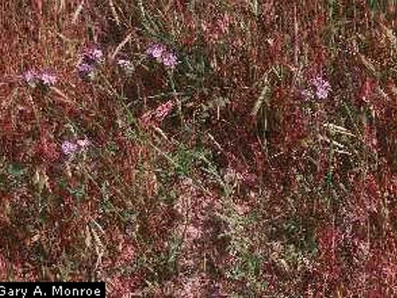 Phacelia