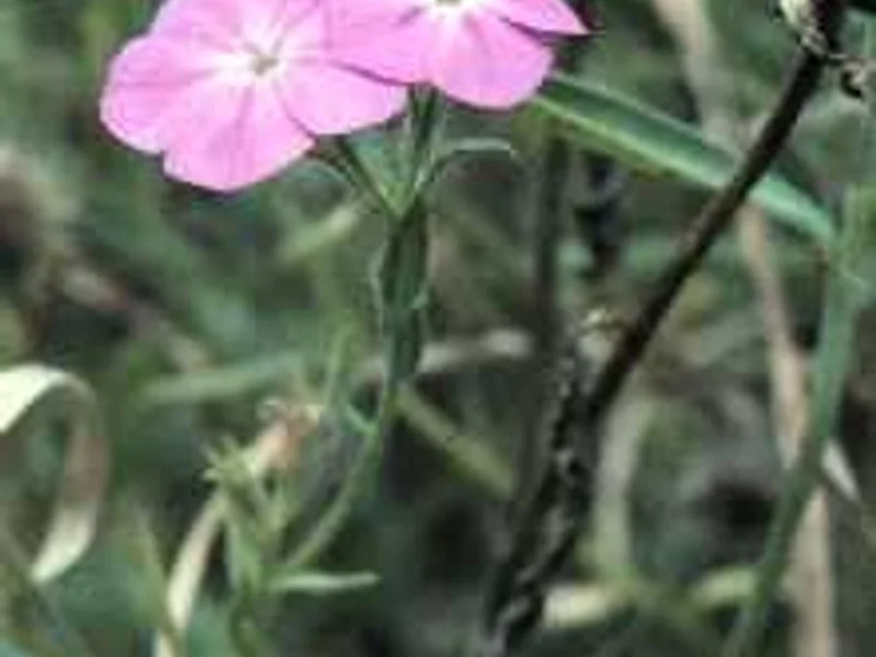 Phlox Drummond Mix